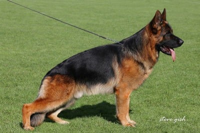 public/dog_images/660/1721213223.Gary vom Huhnegrab.jpg